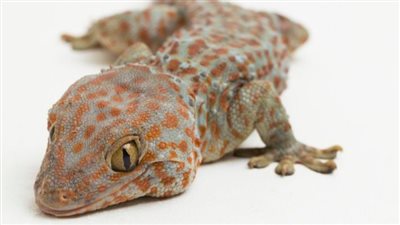 تفسير حلم البرص في المنام وعلاقته بالتخلص من الإيذاء والشر