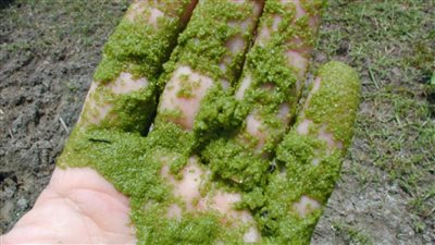 حقيقة انتشار طحالب سامة على شواطيء بورسعيد