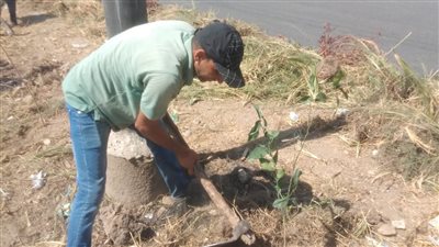 زراعة أشجار مثمرة وزينة بمراكز المنيا ضمن مبادرة 100 مليون شجرة