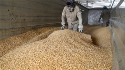 بسبب زيادة المحصول، انخفاض أسعار الذرة لأدنى مستوياتها خلال 3 سنوات وهزة في سعر القمح 