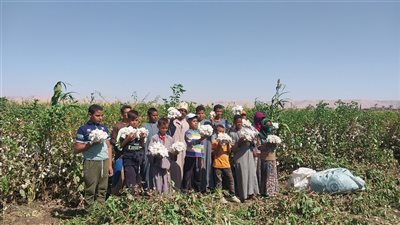 بدء حصاد القطن في سوهاج ( فيديو وصور )