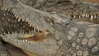  السلطات الصينية تمسك بعشرات التماسيح الهاربة (فيديو)