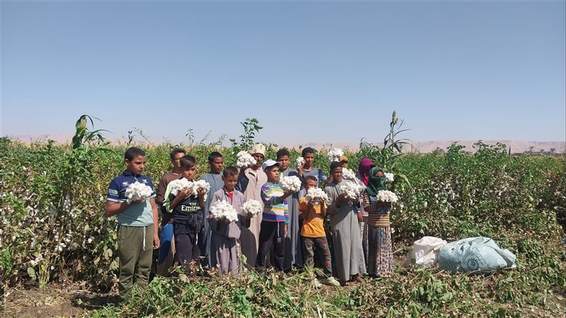 عملية جنى القطن،فيتو