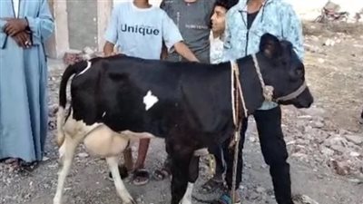 الطب البيطري يفجر مفاجأة حول البقرة المعجزة (فيديو)
