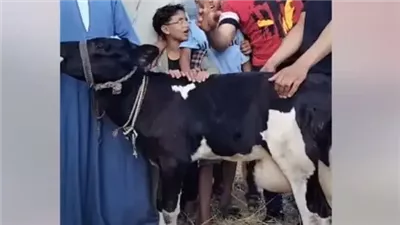 هل بقرة البحيرة معجزة؟ علماء الدين يكشفون