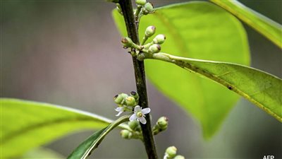 علماء يعثرون على شجرة لم تظهر منذ 200 عام 