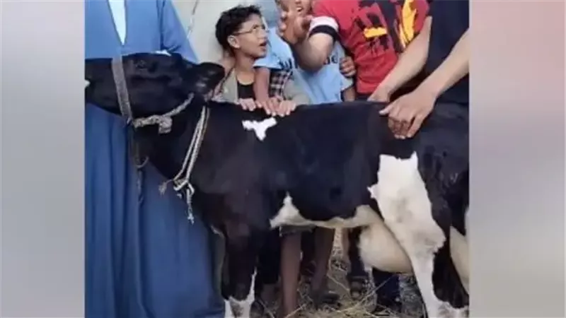  بقرة البحيرة ، فيتو