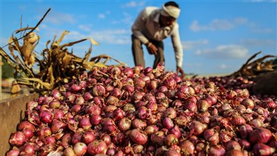 حقيقة إلغاء قرار وقف تصدير البصل.. أسباب استمرار ارتفاع أسعاره بعد صدور القرار.. ومطالب بمعاقبة المحتكرين