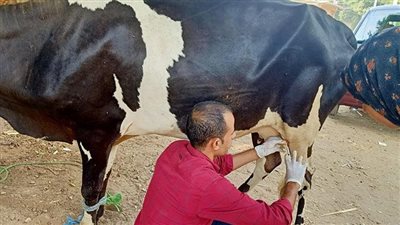  اليوم، قافلة بيطرية لتحصين الماشية في أوسيم بالجيزة