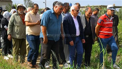 محافظ بورسعيد يشهد حصاد محصول الأرز (صور) 