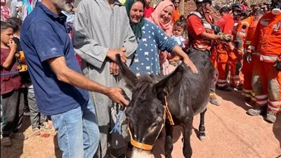 إنقاذ حمار علق تحت أنقاض الزلزال في المغرب 6 أيام ( فيديو)