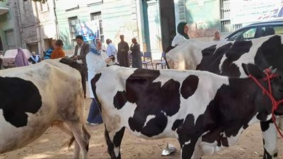 تقديم الخدمات لـ 1835 رأس ماشية خلال قافلة بيطرية في المنيا 