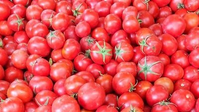 أمين عام الفلاحين يتوقع انخفاض أسعار الطماطم إلى 5 جنيهات خلال أيام