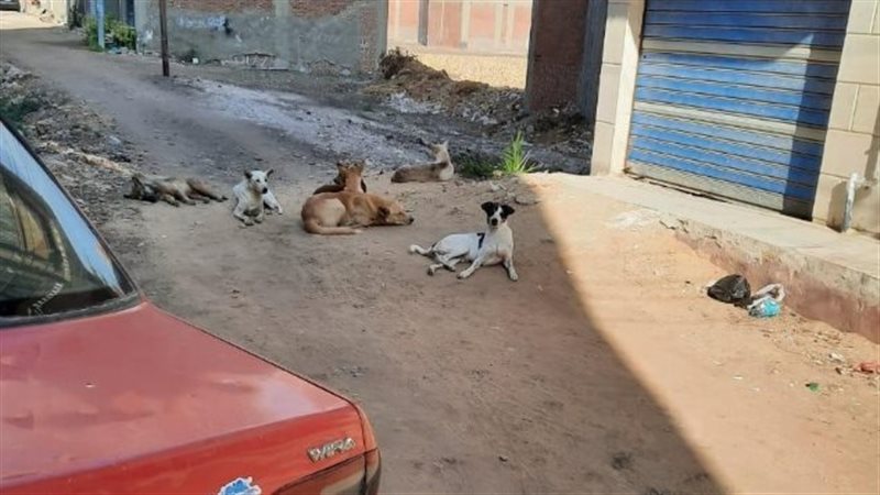 الكلاب المتوحشة تهاجم