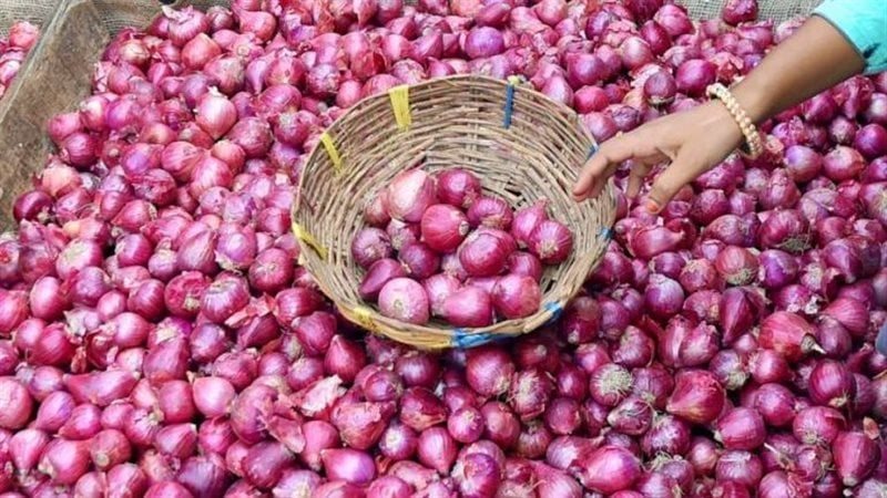 تقرير عن تصدير البصل،
