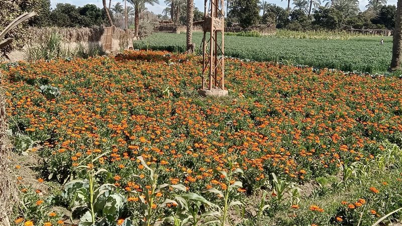 نبات عباد القمر،