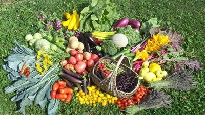 التصديري للحاصلات الزراعية يناقش الزراعة العضوية.. غدا 