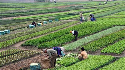 شركة تنمية الريف المصري: أنفقنا 3.6 مليار جنيه على البنية التحتية