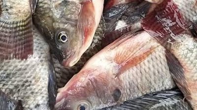 اسعار الأسماك اليوم الخميس 7 -10-2021 في الدقهلية