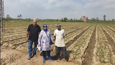 زراعة الإسماعيلية تواصل جهودها لحل مشاكل مزارعي الفراولة |صور