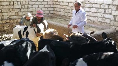 مناظرة ٥١٠ رؤوس ماشية في قافلة بيطرية مجانية بقنا