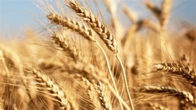 تفسير رؤية القمح في المنام وعلاقته بصلاح الحال وسعة الرزق 