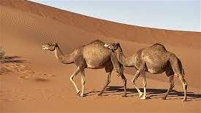 سفر إلى حج أو ترقية بالعمل.. تفسير رؤية الجمل في المنام