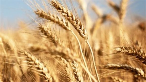 تفسير رؤية القمح في المنام وعلاقته بصلاح الحال وسعة الرزق