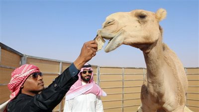الأمن السعودي يعتقل مصريا لإجرائه عمليات تجميل للإبل لزيادة سعرها