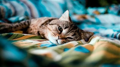 طبيب حساسية يحذر من تواجد القطط داخل غرف نوم الأطفال