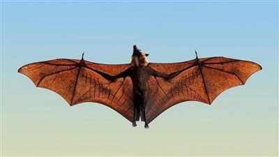 تفسير رؤية الخفاش في المنام وعلاقته بطول العمر والحظ والاجتهاد