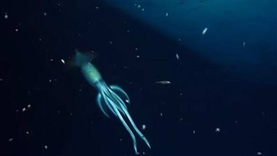 أكبر من الإنسان.. العثور على مخلوق غريب في البحر الأحمر