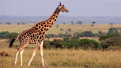 صبر وتحمل وزواج من سيدة قوية.. تفسير رؤية الزرافة في المنام 