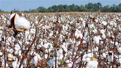 مصر تدخل عصر الأقطان الملونة.. ورئيس قسم التربية بمعهد بحوث القطن: تمثل قيمة اقتصادية كبيرة 