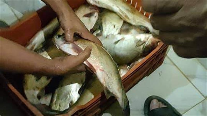 ضبط اسماك غير صالحة