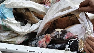 بيطرى قنا يضبط 117 كجم لحوم ودواجن فاسدة