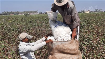 الدقهلية تتزين بالذهب الأبيض.. سعر قنطار القطن يصل لـ 16 ألف جنيه.. وروشتة النجاة من التغيرات المناخية.. محافظ الدقهلية: نعمل على تذليل كافة العقبات