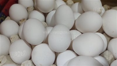 تعرف على أسعار الأجبان والألبان والبيض من مختلف المحلات في منطقة الجيزة 