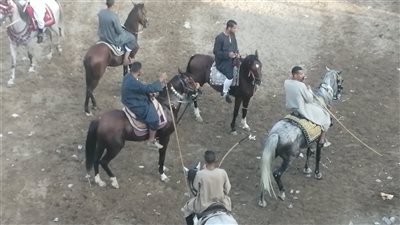 شاهد، حلقات الفروسية في العصاري احتفالا بمولد أبوالعباس الدندراوي بقنا