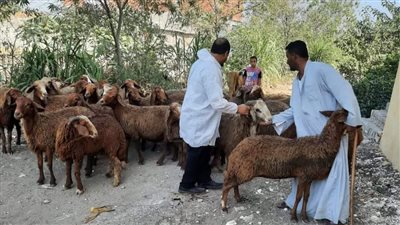 بيطري البحيرة: علاج وتحصين 55 ألفا و890 رأس ماشية (صور)