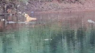 تماسيح تنقذ كلبا من هجوم كلاب متوحشة