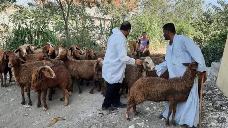 تحصين الماشية بالبحيرة،