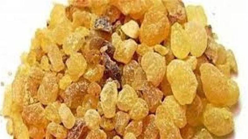 اللبان الدكر، فيتو