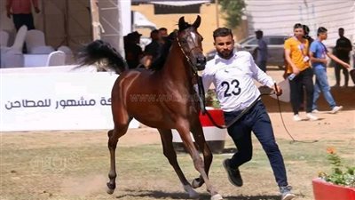 قبلة عشاق الخيل، 15 صورة من مهرجان الخيول العربية الأصيلة بالشرقية
