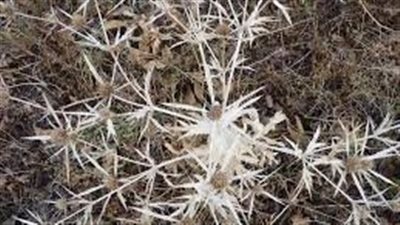 تفسير حلم الشوك فى المنام وعلاقته بالتعرض للظلم 