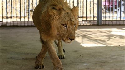  محاولات دولية لإنقاذ حديقة حيوان في الخرطوم