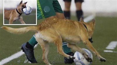 كلب يقتحم ملعب في مباراة ويخطف الكرة من اللاعب (فيديو) 