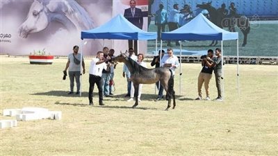 سعرها 2 مليون جنيه، سيف غزة أغلى مهرة في مهرجان الخيول بالشرقية (فيديو)