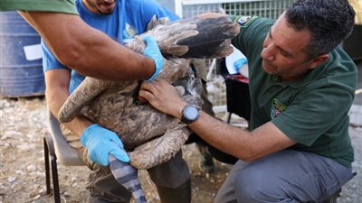 قبرص تسعى لزيادة أعداد النسور المهددة بالانقراض لهذا السبب 