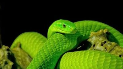 تفسير حلم الأفعى الخضراء في المنام وعلاقته بكثرة الأعداء وصعوبة العيش والعجز 